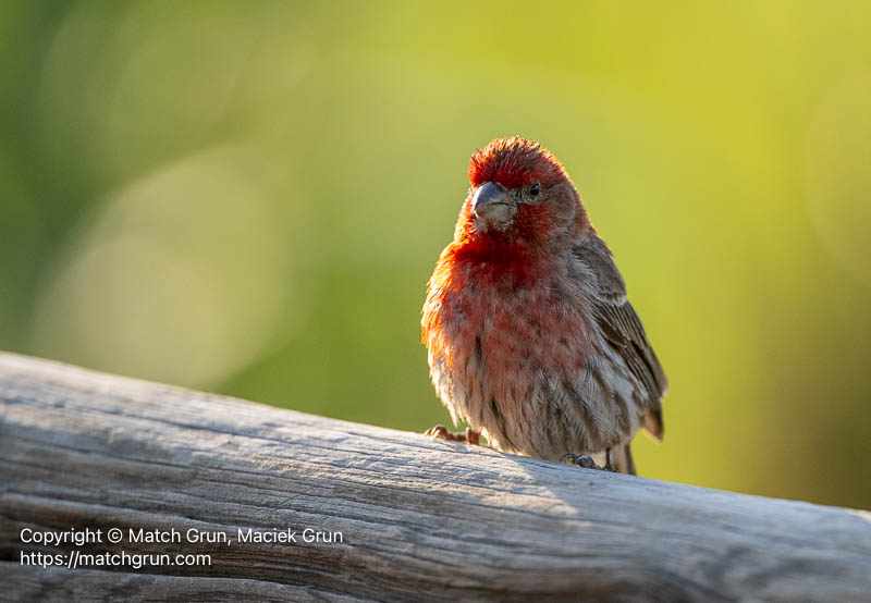 3394-0070-Male-House-Finch-Chatfield-State-Park