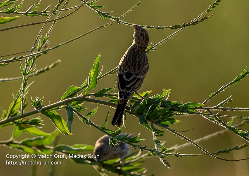 3394-0079-Female-House-Finches-Feeding-Chatfield