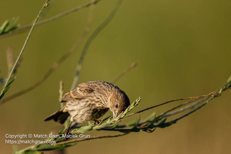3394-0081-Female-House-Finch-Feeding-Chatfield