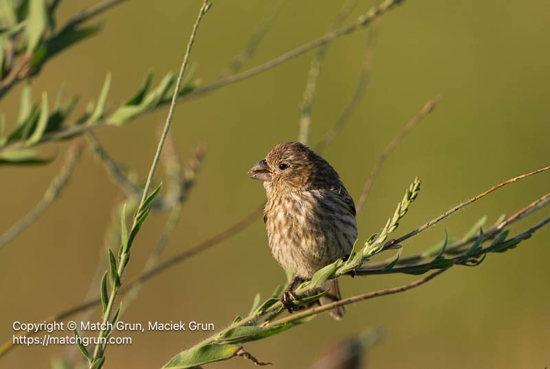 3394-0083-Female-House-Finch-After-Feed