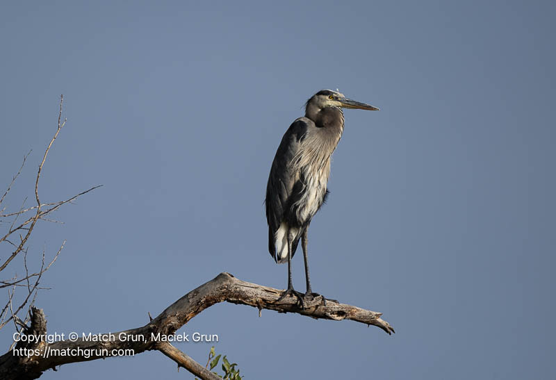 3397-0003-Great-Blue-Heron-Near-Sunset-Chatfield