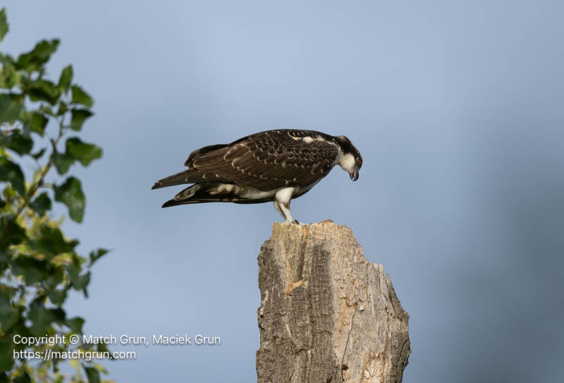 3397-0011-Juvenile-Osprey-Waiting-For-A-Meal-Chatfield