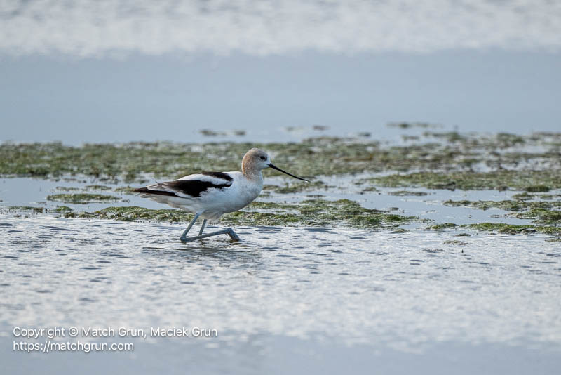 3399-0032-American-Avocet-Fall-Migration-Cherry-Creek-State-Park