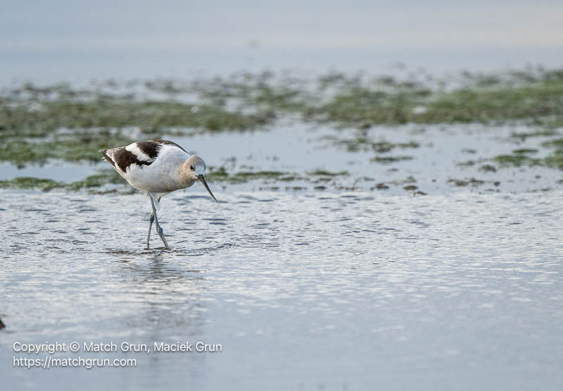 3399-0040-American-Avocet-Foraging-Cherry-Creek-State-Park