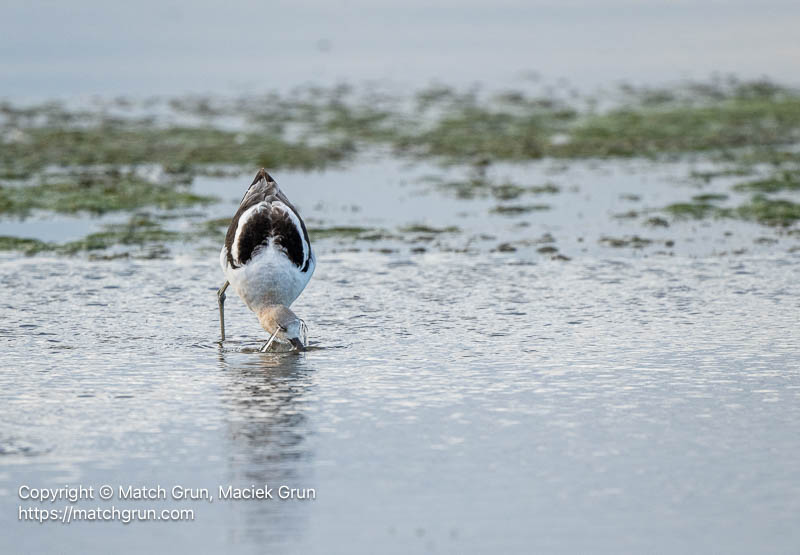 3399-0042-American-Avocet-With-Water-Windshield-Cherry-Creek-SP