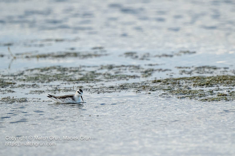 3399-0084-Red-Necked-Phalarope-Cherry-Creek-SP