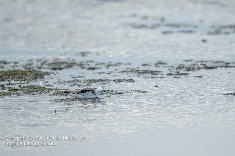 3399-0086-Red-Necked-Phalarope-Foraging-Cherry-Creek-SP