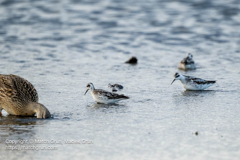 3399-0092-Red-Necked-Phalarope-Group-With-Mallard-Cherry-Creek-SP