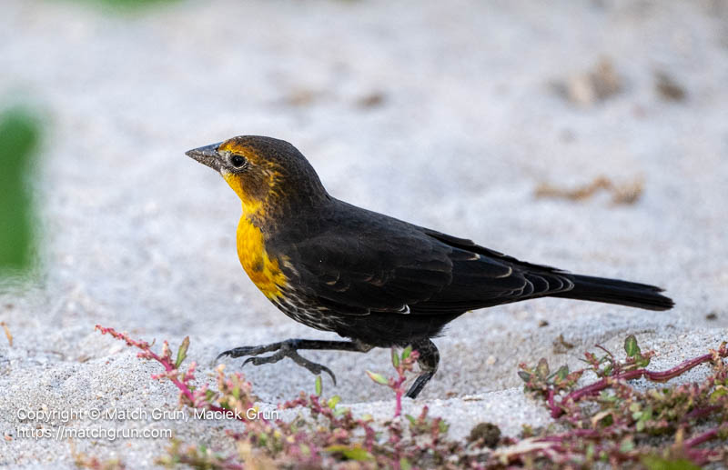 3399-0125-Yellow-Headed-Blackbird-Cherry-Creek-State-Park